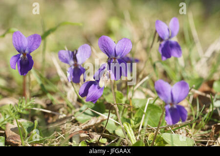 Viola odorata, Sweet Violet Stock Photo