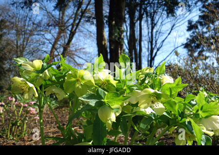 helleborus niger Stock Photo