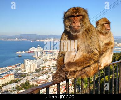 two barbary macaques monkeys on a railing in Gibraltar Stock Photo