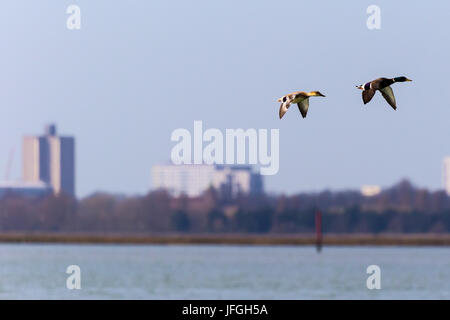 two flying ducks Stock Photo