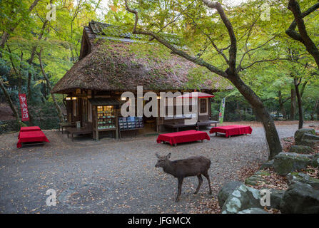 Japan, Kansai, Nara City, Nara Park Stock Photo