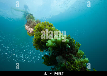 Covered anchor cable in the Mbike wreck, Florida Islands, the Solomon Islands Stock Photo