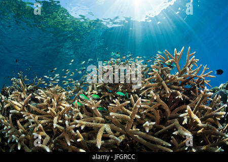 Chromis in coral reef, Chromis viridis, Marovo lagoon, the Solomon Islands Stock Photo