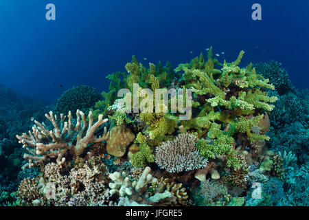 Hard coral reef, Marovo lagoon, the Solomon Islands Stock Photo