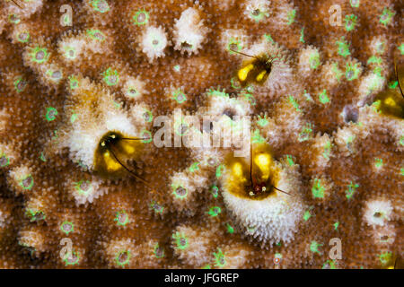 Coral hermit crabs, Paguritta sp., Russell islands, the Solomon Islands Stock Photo