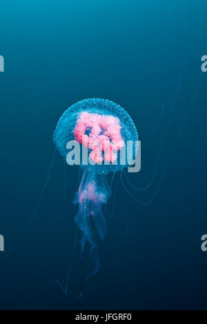 Luminous jellyfish, Pelagia noctiluca, Florida Islands, the Solomon Islands Stock Photo