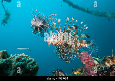 Red lion fish in the Mbike wreck, Pterois volitans, Florida Islands, the Solomon Islands Stock Photo