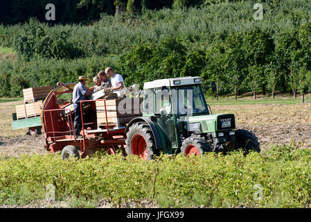 farmers with harvest on field with tractor, peninsula Bodanrück, Lake of Constance, Baden-Wurttemberg, Germany