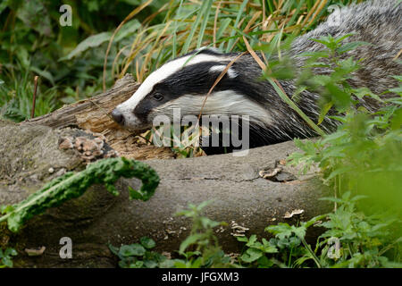 badger Stock Photo