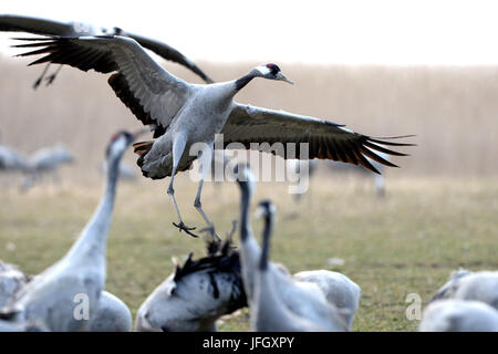 Cranes, birds of passage, meadow, rest Stock Photo