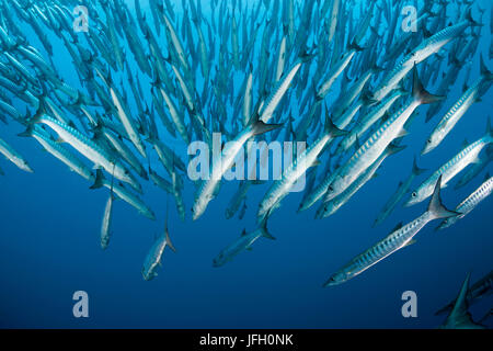 Dream blackfin barracuda, Sphyraena qenie, Shaab Rumi, the Red Sea, Sudan Stock Photo