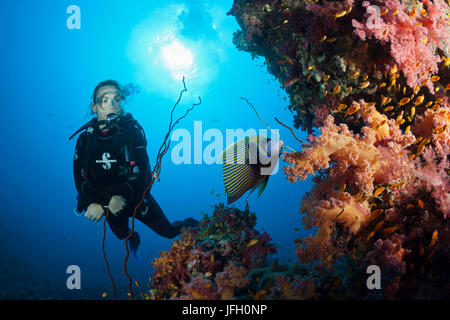 Diver and marine angle fish, Pomacanthus imperator, Sanganeb, the Red Sea, Sudan Stock Photo