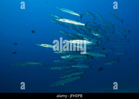 Dream blackfin barracuda, Sphyraena qenie, the Red Sea, Ras Mohammed, Egypt Stock Photo