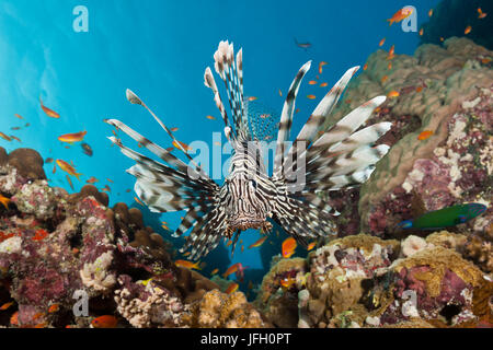 Red lion fish, Pterois miles, the Red Sea, Dahab, Egypt Stock Photo