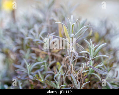 Lavandula augustifolia, fadeded lavender in winter Stock Photo