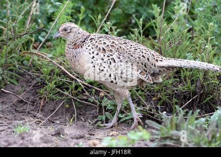 Pheasant, pheasant hen, Phasianus colchicus, Stock Photo