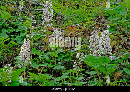 Pestwurz, Petasites hybridus, wicker blossom plant, old Heipflanze,