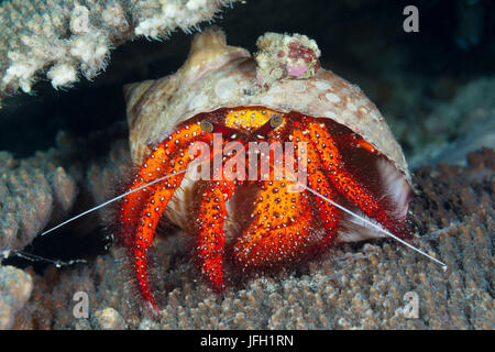 Red hermit crab, Dardanus megistos, ambon, the Moluccas, Indonesia Stock Photo