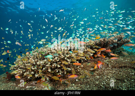 Flag perches and Chromis in the reef, Pseudanthias huchtii, Pseudanthias dispar, ambon, the Moluccas, Indonesia Stock Photo