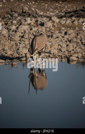 Namibia, region of Kunene, Etosha national park, water hole Okaukuejo, Oryx antelope Stock Photo