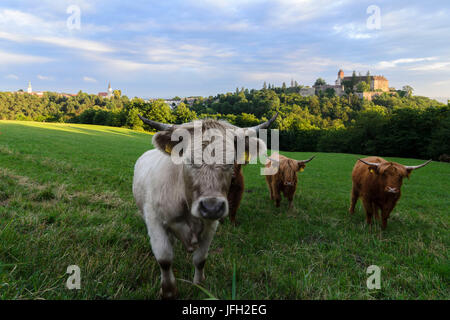 Scottish highland Cattles and a grey cattle cow at castle Bernstein, Austria, Burgenland, Bernstein Stock Photo