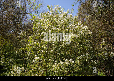 Amelanchier ovalis, Snowy Mespilus Stock Photo