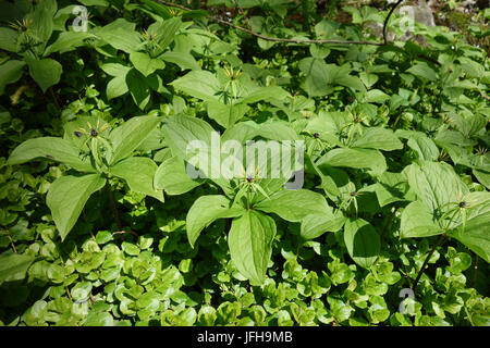 Paris quadrifolia, Herb Paris Stock Photo