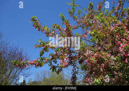 Malus floribunda, Crabapple Stock Photo