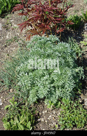 Artemisia absinthium, Wormwood Stock Photo