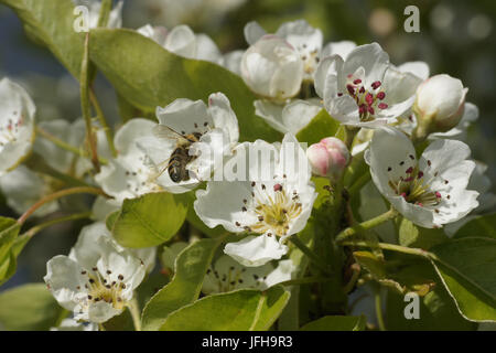 Pyrus communis, Pear Tree, with bee Stock Photo