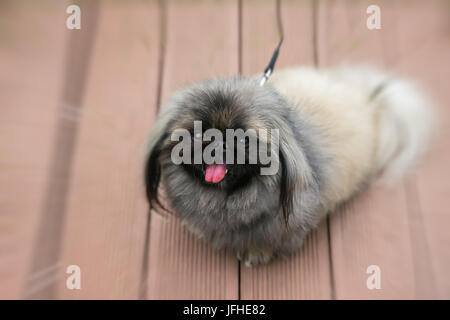 Fluffy Pekingese Dog sits on wooden pavement. Small black eyes look attentively at their master. Concept of friendship between man and dog Stock Photo
