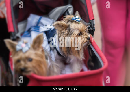 Funny Yorkshire Terriers in red children's pram. Sometimes dogs for their owners replace children. Concept of friendship between man and dog Stock Photo