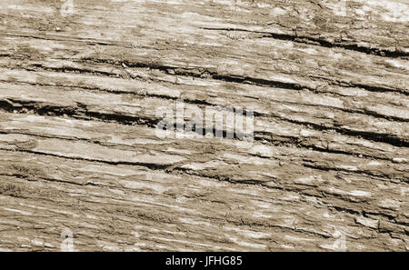 Horizontal lines of wood, texture, neutral colors Stock Photo
