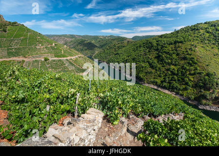 vineyards of Ribeira Sacra in Galicia, Spain Stock Photo