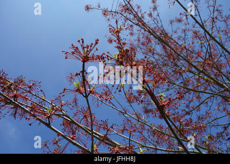 Acer rubrum, Red Maple Stock Photo