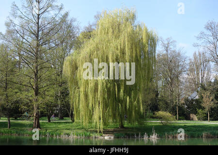 Salix alba Tristis, Weeping Willow Stock Photo