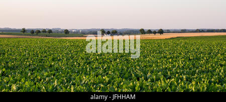 green field and sugar beet Stock Photo