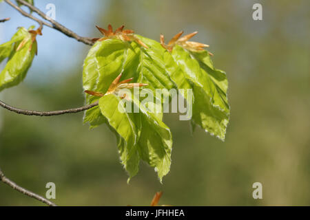 Fagus sylvatica, Beech, fresh leaves Stock Photo