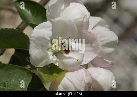 Malus domestica, Apple, with wild bee Stock Photo