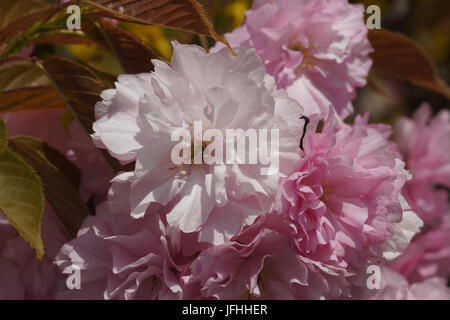 Prunus serrulata Kanzan, Flowering Cherry Stock Photo