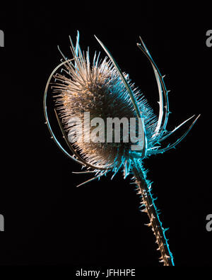 Dry flower on black Stock Photo