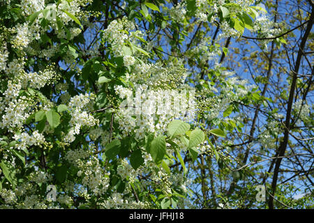Prunus padus, Bird Cherry Stock Photo