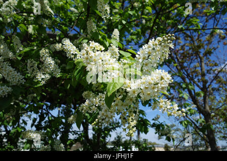 Prunus padus, Bird Cherry Stock Photo