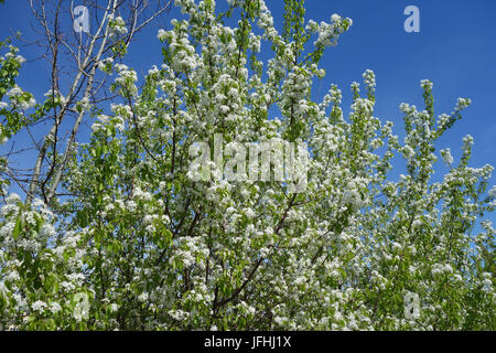 Prunus mahaleb, Mahaleb Cherry Stock Photo