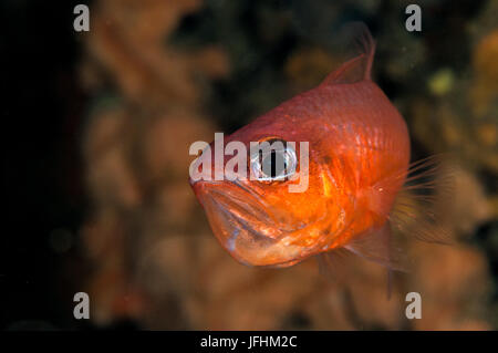 Cardinal fish (Apogon imberbis), in llla Metaua, L'escala, Costa Brava, Catalonia Stock Photo