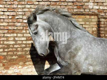 Andalusian horse portrait  in old brick wall background Stock Photo