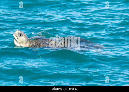 Flatback Sea Turtle (Natator depressus) surfacing in Roebuck Bay, Broome, Western Australia Stock Photo