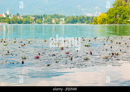 Water lily with white and pink flowers on a lake Bled in slovenian Alps Stock Photo