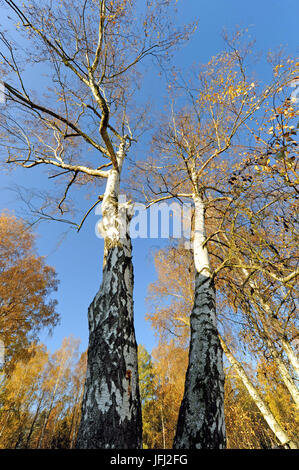 Two mighty old birches, Betula pendula, with numerous brood pits for pit breeder Stock Photo