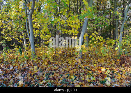 Autumnally coloured deciduous forest with natural maple continuance, spike maple, Acer platanoides Stock Photo